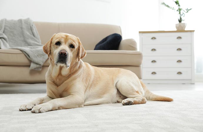 a dog sitting on a pad