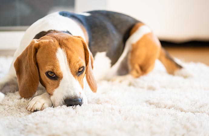 a dog resting on a rug