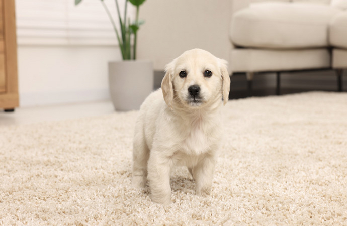 A pet dog sitting on a clean rug