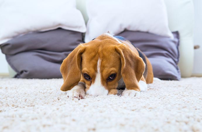 a dog laying on a rug