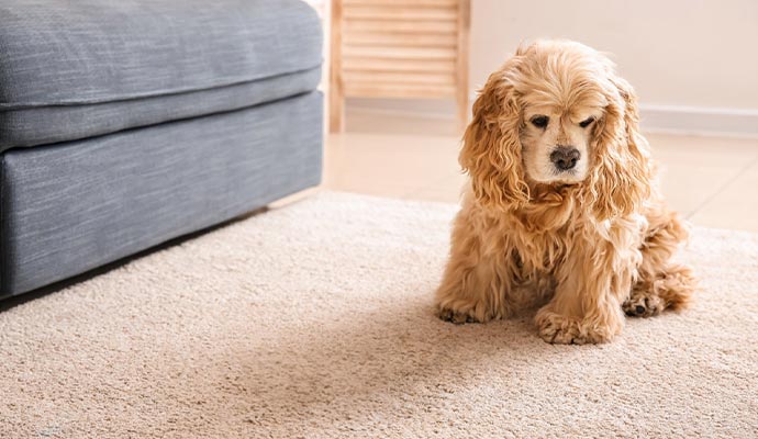 Pet sitting on a rug