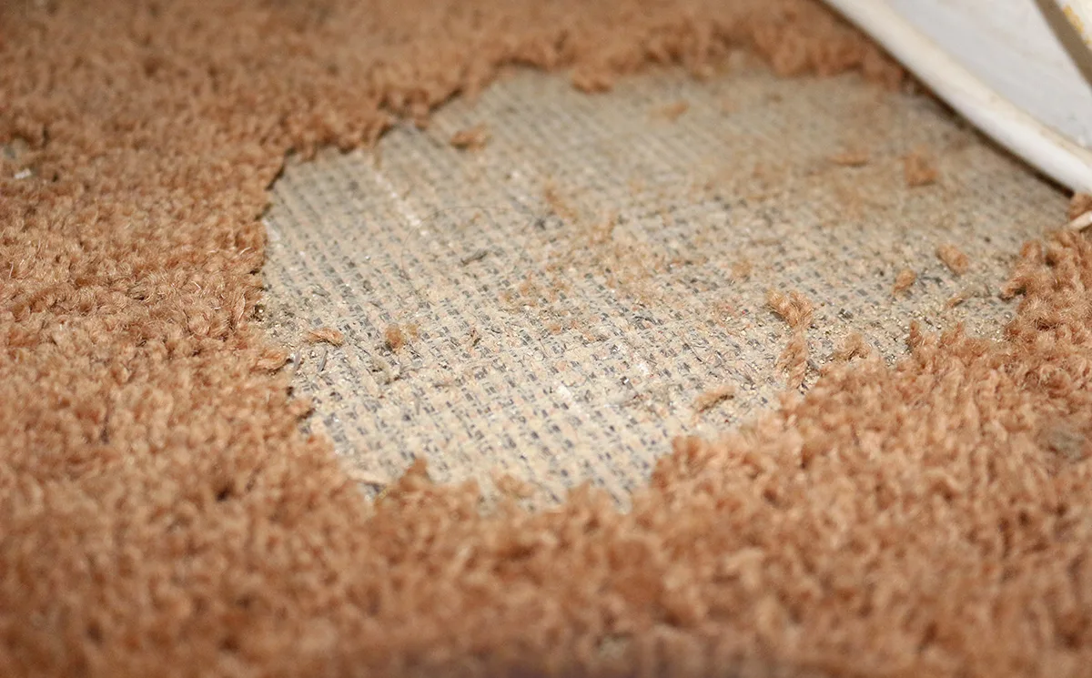 Infested Rugs Repair Services